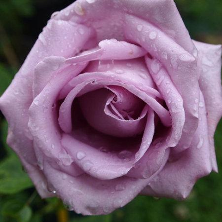 Роза плетистая Инголетта 7Ц в интернет гипермаркете «Планета Лета». Фото