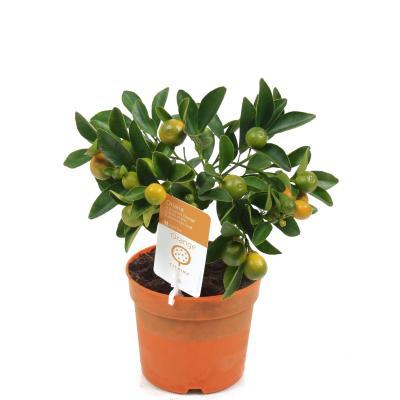 Цитрофортунелла Calamondin, Гор12, Выс30 в интернет гипермаркете «Планета Лета». Фото