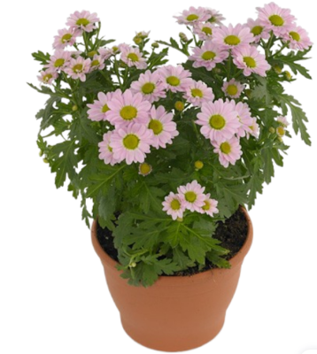 Хризантема Pico, Гор14, Выс20 в интернет гипермаркете «Планета Лета». Фото