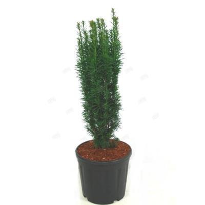 Тис ягодный Fastigiata Aurea, Гор26, Выс60 в интернет гипермаркете «Планета Лета». Фото
