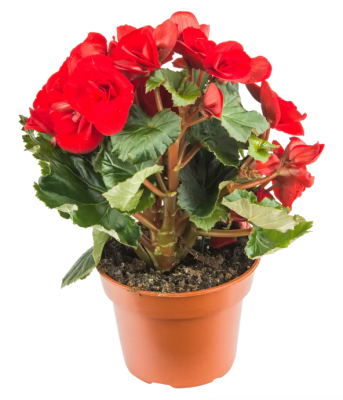 Бегония Double Mix, Гор13, Выс35 в интернет гипермаркете «Планета Лета». Фото