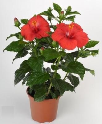 Гибискус Sunny Porto Rood, Гор13, Выс40 в интернет гипермаркете «Планета Лета». Фото