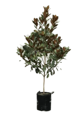 Магнолия Grandiflora штамб, Гор30, Выс140 в интернет гипермаркете «Планета Лета». Фото