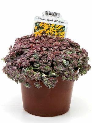 Очиток лапаточнолистный Пурпуреум, Гор10 М в интернет гипермаркете «Планета Лета». Фото