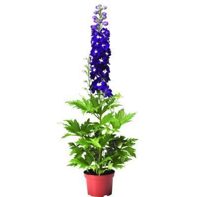 Дельфиниум, Гор17, Выс60 в интернет гипермаркете «Планета Лета». Фото