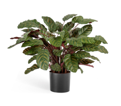 Калатея крупнолистная зелёно-бордовая в-75 см 65 листов в горшке в интернет гипермаркете «Планета Лета». Фото