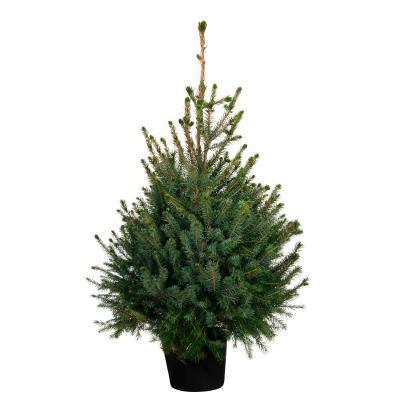 Ель обыкн., Гор27, Выс35 в интернет гипермаркете «Планета Лета». Фото