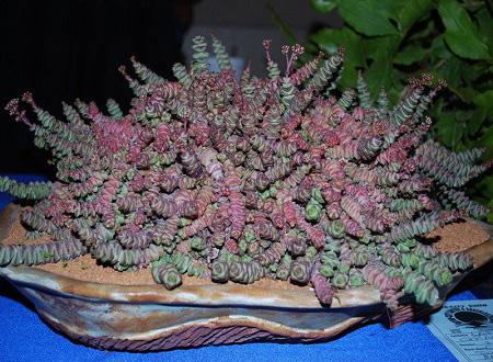 Крассула Marnieriana, Гор14, Выс15 в интернет гипермаркете «Планета Лета». Фото