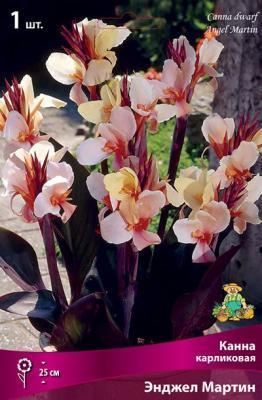 Канна карликовая Энджел Мартин I/К ПОИСК в интернет гипермаркете «Планета Лета». Фото Канна карликовая Энджел Мартин I/К в интернет гипермаркете «Планета Лета». Фото