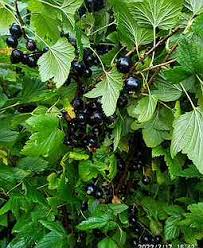 Смородина черная (перспективные сорта) Мулатка П в интернет гипермаркете «Планета Лета». Фото