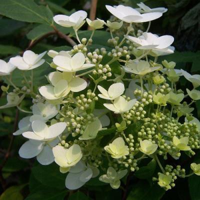 Гортензия метельчатая Юник 7Ц в интернет гипермаркете «Планета Лета». Фото