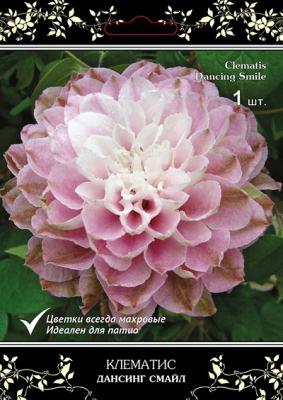 Клематис крупноцветковый Дансинг Смайл/ЦКорЛюкс в интернет гипермаркете «Планета Лета». Фото