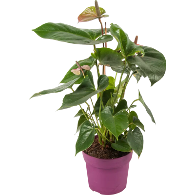 Антуриум Cavalli, Гор17, Выс65 в интернет гипермаркете «Планета Лета». Фото