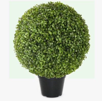 Самшит ф.шар, С5, Выс20 в интернет гипермаркете «Планета Лета». Фото