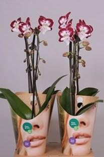 Фаленопсис Cascade Tinkerbell Kizz, Гор12, Выс60 в интернет гипермаркете «Планета Лета». Фото