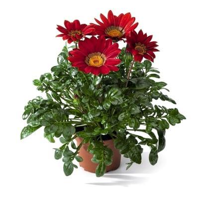 Гацания, Гор10 М в интернет гипермаркете «Планета Лета». Фото