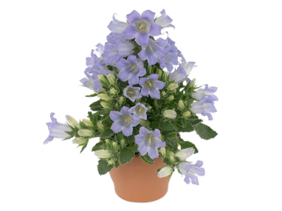 Кампанула Pkmform, Гор12, Выс30 в интернет гипермаркете «Планета Лета». Фото