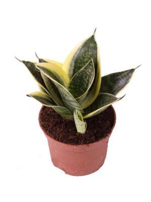 Сансевиерия Golden Hahnii, Гор12, Выс30 в интернет гипермаркете «Планета Лета». Фото