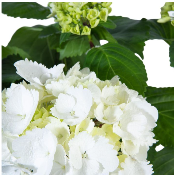 Гортензия крупноцв., Гор29, Выс55, в интернет гипермаркете «Планета Лета». Фото