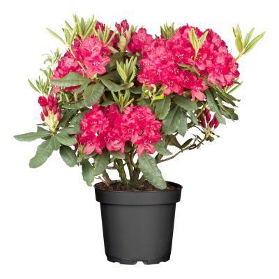 Рододендрон, Гор21, Выс40 в интернет гипермаркете «Планета Лета». Фото