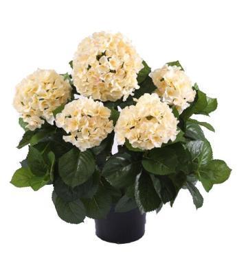 Гортензия куст большой крем-ваниль 55 см в горшке 20.6252CR в интернет гипермаркете «Планета Лета». Фото