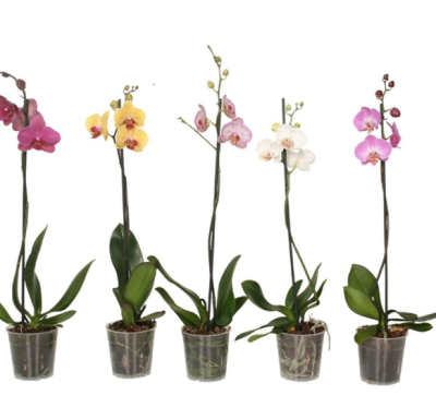 Фаленопсис 1 pp Mix, Гор15, Выс85 в интернет гипермаркете «Планета Лета». Фото