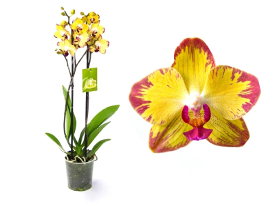 Фаленопсис 2 рр Mix Papagayo, Гор12, Выс60 в интернет гипермаркете «Планета Лета». Фото