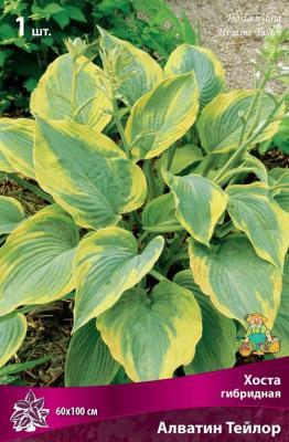 Хоста гибридная Алватин Тейлор/К Питомник растений в интернет гипермаркете «Планета Лета». Фото Хоста гибридная Алватин Тейлор/К в интернет гипермаркете «Планета Лета». Фото