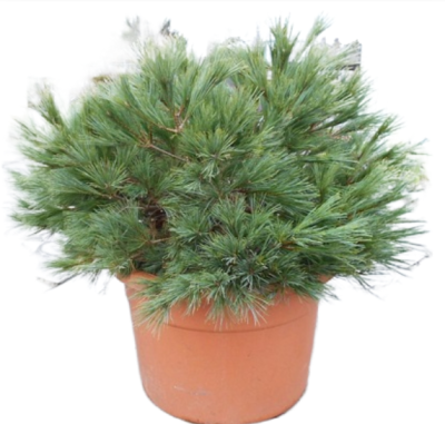 Сосна веймутова Minima, Гор36, Выс80 в интернет гипермаркете «Планета Лета». Фото