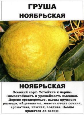 Груша Ноябрьская 2-летка С4 Н140 в интернет гипермаркете «Планета Лета». Фото