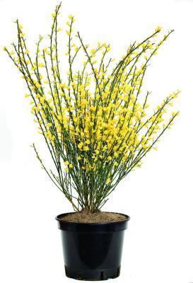 Дрок Lydia, Гор15, Выс30 в интернет гипермаркете «Планета Лета». Фото