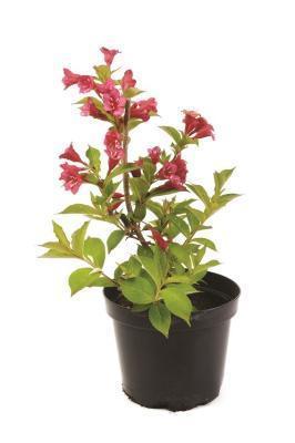 Вейгела Бристоль Руби Гор17 М в интернет гипермаркете «Планета Лета». Фото