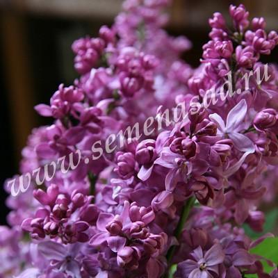 Сирень обыкновенная Богдан Хмельницкий П в интернет гипермаркете «Планета Лета». Фото