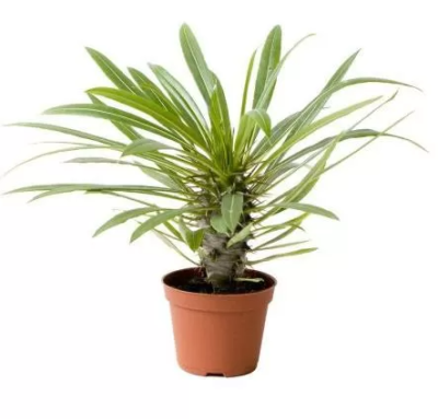 Пахиподиум Lamerei, Гор15, Выс60 в интернет гипермаркете «Планета Лета». Фото