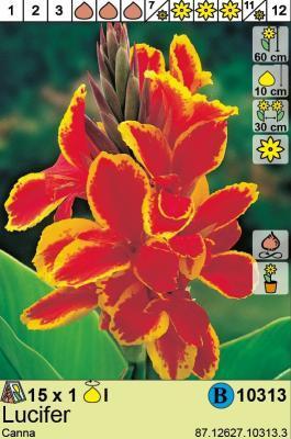 STA Канна Lucifer (x1) Планета Лета в интернет гипермаркете «Планета Лета». Фото STA Канна Lucifer (x1) в интернет гипермаркете «Планета Лета». Фото