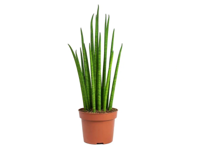 Сансевиерия Bacularis Mikado, Гор19, Выс70 в интернет гипермаркете «Планета Лета». Фото