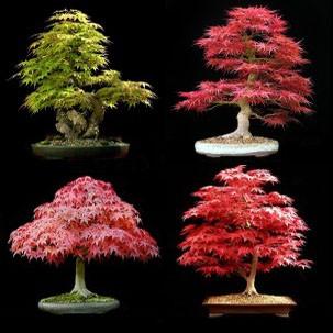 Клен микс, Гор17, Выс120 в интернет гипермаркете «Планета Лета». Фото