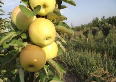 Яблоня колоновидная Медок 2-летка С4 Выс80 в интернет гипермаркете «Планета Лета». Фото