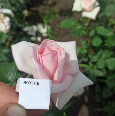 Роза чайно-гибридная Жоэль ОКС в интернет гипермаркете «Планета Лета». Фото