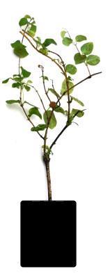 Жимолость японская Aureoreticulata, Гор17, Выс80 в интернет гипермаркете «Планета Лета». Фото