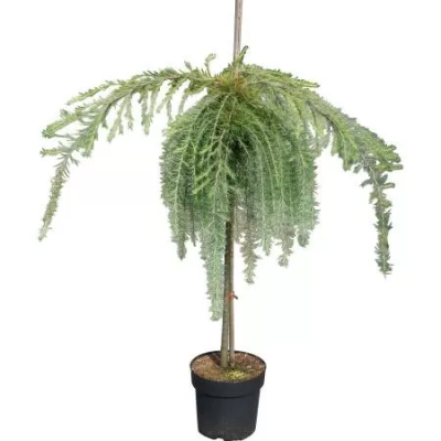 Лиственница европ.Stiff Weeping, Гор32, Выс150 Б в интернет гипермаркете «Планета Лета». Фото