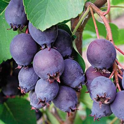 Ирга канадская/ЦКор в интернет гипермаркете «Планета Лета». Фото