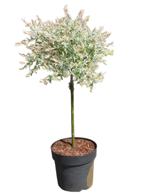 Ива цельнолист.Hakuro Nishiki штамб, C12, Выс180 в интернет гипермаркете «Планета Лета». Фото