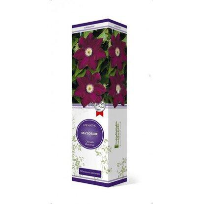 Клематис крупноцветковый Мазовше (туба) в интернет гипермаркете «Планета Лета». Фото