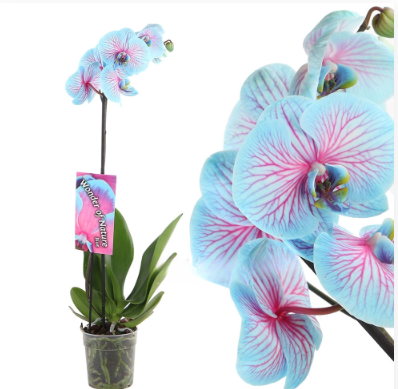 Фаленопсис Cascade Color, Гор12, Выс70 в интернет гипермаркете «Планета Лета». Фото