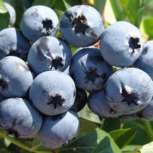 Голубика высокорослая Чандлер/ЦКор в интернет гипермаркете «Планета Лета». Фото