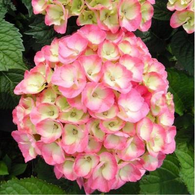 Гортензия крупнолистовая Люкс Рембрандт Дольче Чик/ЦКорЛюкс П в интернет гипермаркете «Планета Лета». Фото