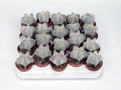 Кактус Adromischus Maculatus, Гор13, Выс50 в интернет гипермаркете «Планета Лета». Фото