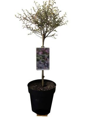 Акация ленкоранция Summer Chocolate штамб, Гор30, Выс140 И в интернет гипермаркете «Планета Лета». Фото