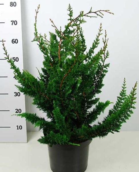 Кипарисовик т.Teddy Bear, Гор17, Выс30-35 в интернет гипермаркете «Планета Лета». Фото